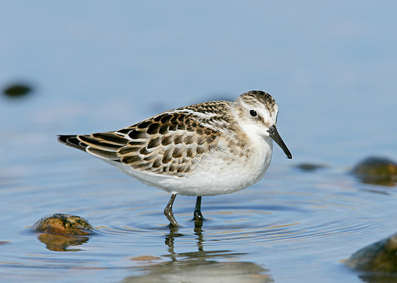 Little Stint Calidris minuta