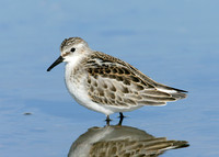 Little Stint Calidris minuta