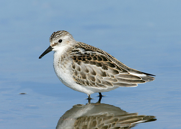 Little Stint Calidris minuta
