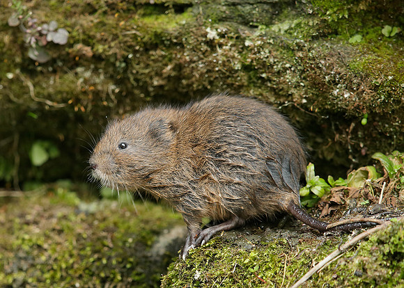 Water Vole Arvicola amphibius