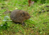Water Vole Arvicola amphibius