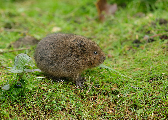 Water Vole Arvicola amphibius