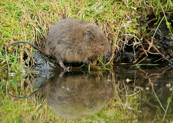 Water Vole Arvicola amphibius