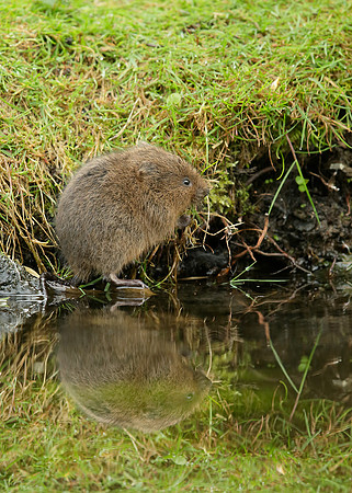 Water Vole Arvicola amphibius