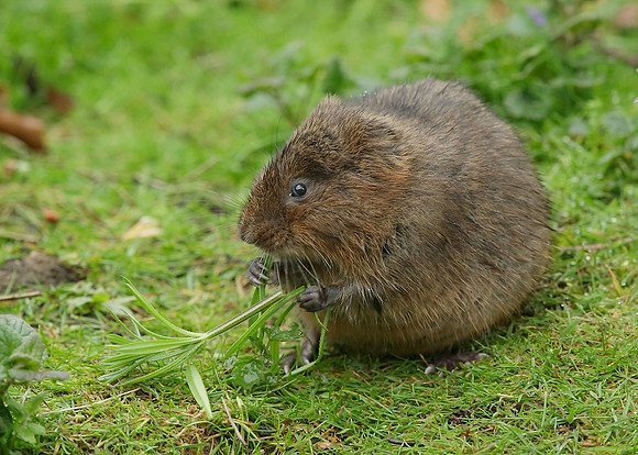 Water Vole Arvicola amphibius