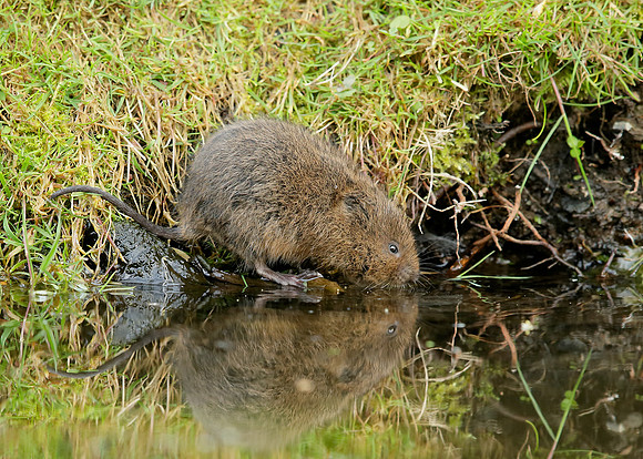 Water Vole Arvicola amphibius