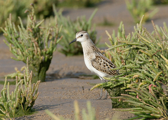 Little Stint Calidris minuta