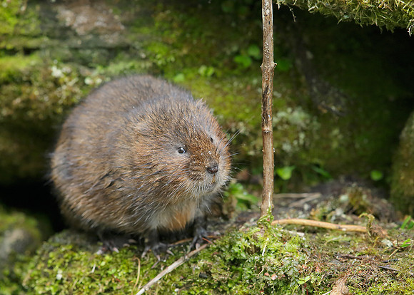 Water Vole Arvicola amphibius