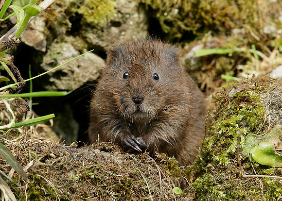 Water Vole Arvicola amphibius
