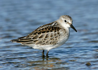 Little Stint Calidris minuta