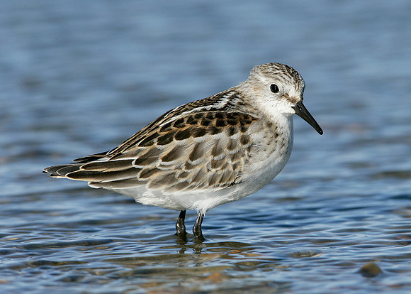 Little Stint Calidris minuta