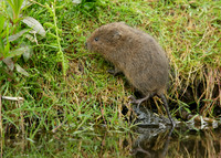 Water Vole Arvicola amphibius