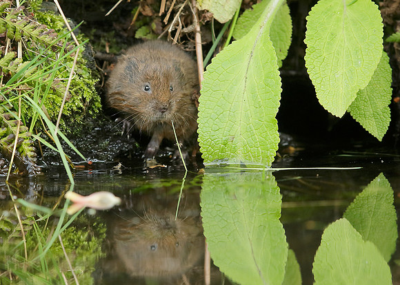 Water Vole Arvicola amphibius