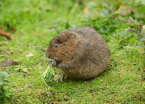 Water Vole Arvicola amphibius