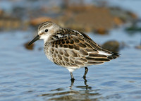 Little Stint Calidris minuta