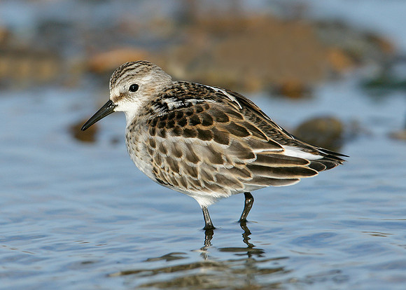 Little Stint Calidris minuta