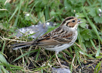 Little Bunting Emberiza pusilla