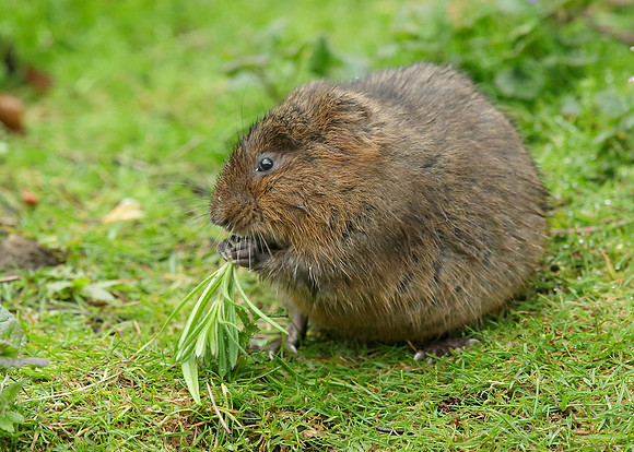 Water Vole Arvicola amphibius