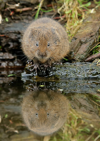 Water Vole Arvicola amphibius