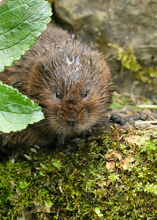 Water Vole Arvicola amphibius