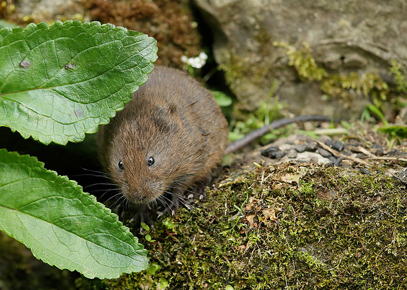 Water Vole Arvicola amphibius
