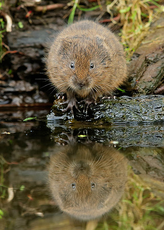 Water Vole Arvicola amphibius