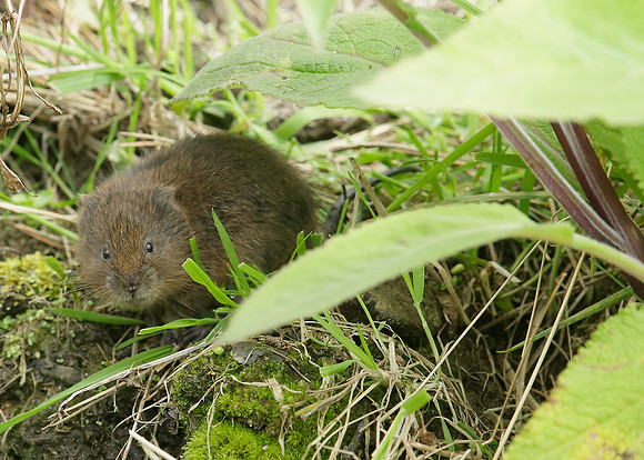 Water Vole Arvicola amphibius