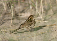 Little Bunting Emberiza pusilla