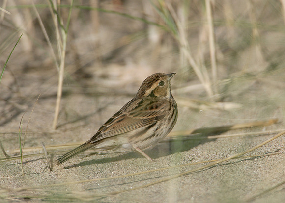 Little Bunting Emberiza pusilla