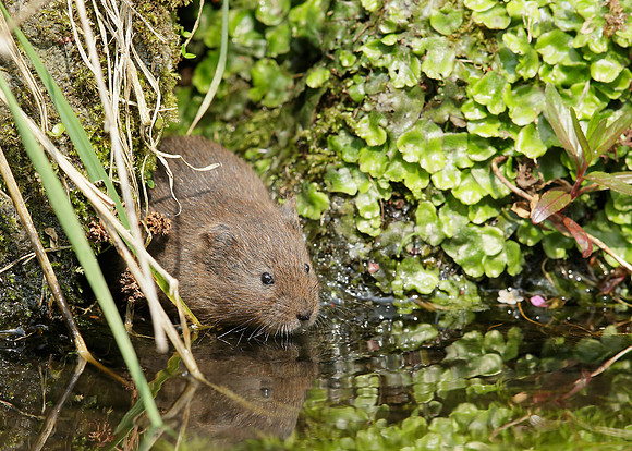 Water Vole Arvicola amphibius