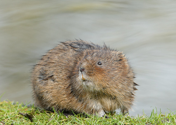 Water Vole Arvicola amphibius