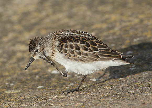 Little Stint Calidris minuta