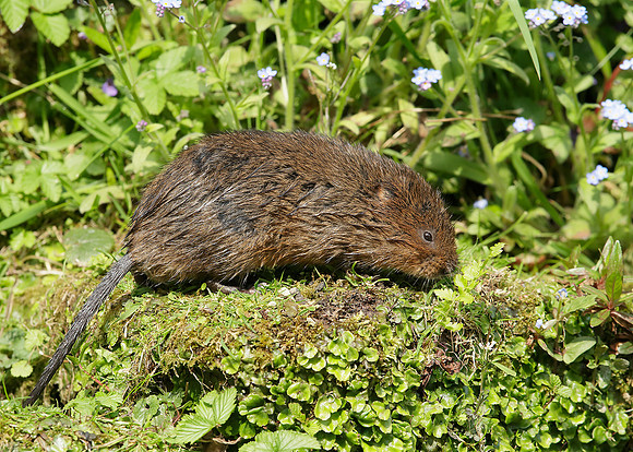 Water Vole Arvicola amphibius