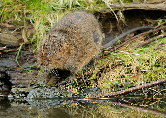 Water Vole Arvicola amphibius