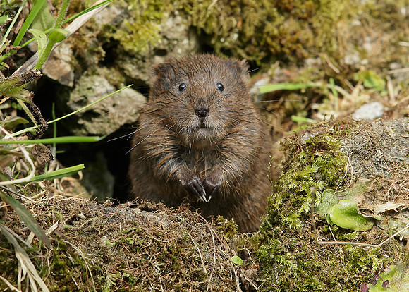 Water Vole Arvicola amphibius
