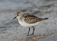 Little Stint Calidris minuta