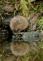 Water Vole Arvicola amphibius