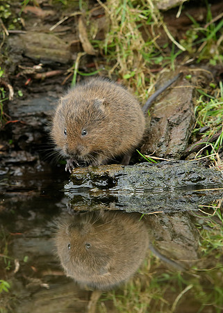 Water Vole Arvicola amphibius