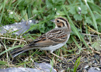 Little Bunting Emberiza pusilla