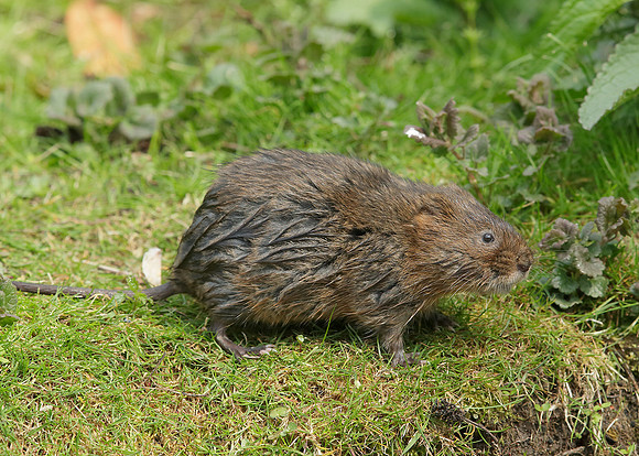 Water Vole Arvicola amphibius