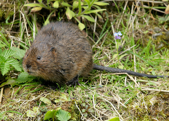 Water Vole Arvicola amphibius