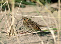 Little Bunting Emberiza pusilla