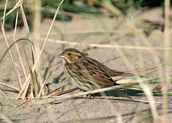 Little Bunting Emberiza pusilla