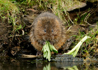 Water Vole Arvicola amphibius