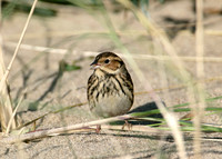 Little Bunting Emberiza pusilla