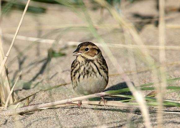 Little Bunting Emberiza pusilla