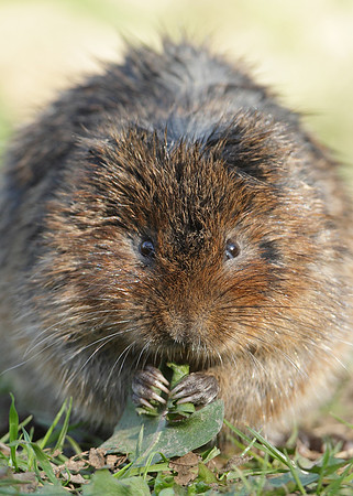 Water Vole Arvicola amphibius