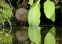 Water Vole Arvicola amphibius