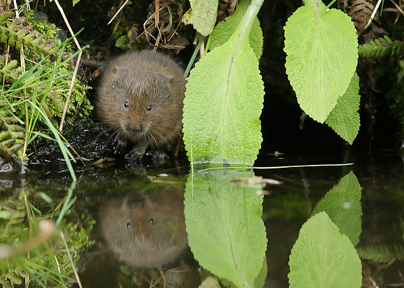 Water Vole Arvicola amphibius