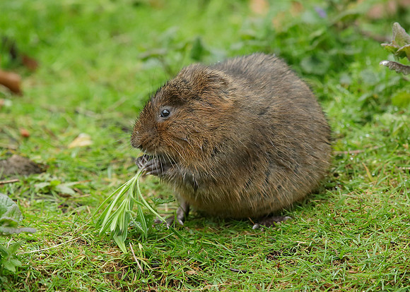 Water Vole Arvicola amphibius